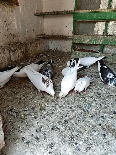 yetim quzu: Məhsul: Ev göyərçinləri qrupu Təsvir: - Şəkillərdə müxtəlif rəng — 2