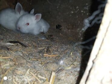 dovşan satişi: Hədiyyəlik təcili əsil natura karlik dovşanlar satılır ucuz qiymətə — 2