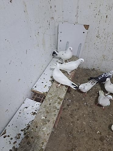 Pişiklər: Ev göyərçinləri – ağ və ağ-boz naxışlı - Növ: ev/ucan göyərçinlər - — 4