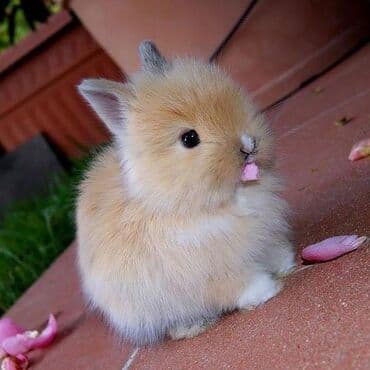 Gəmiricilər: Ev dovşanı balaları satılır. Karlik(cırtdan) cinsi. Sağlam və — 1