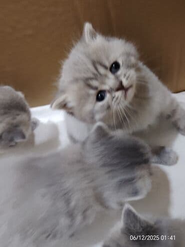 Boz rəngli balaca pişiklər – yumşaq tüklü, iri qara gözlü, qısa