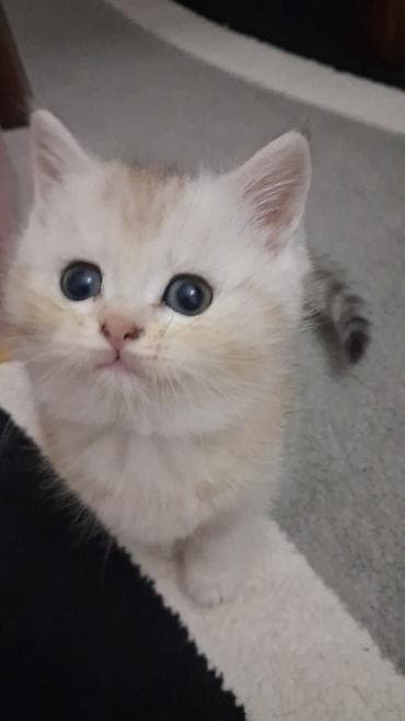 Şinşilla, Dişi, Yaxşı əllərə, Ünvandan götürmə, Ödənişli çatdırılma — 3