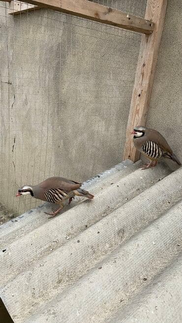 arpa bugda: Məhsul: Qınqırov kəklik (Alectoris chukar) – damazlıq və dekorativ — 1