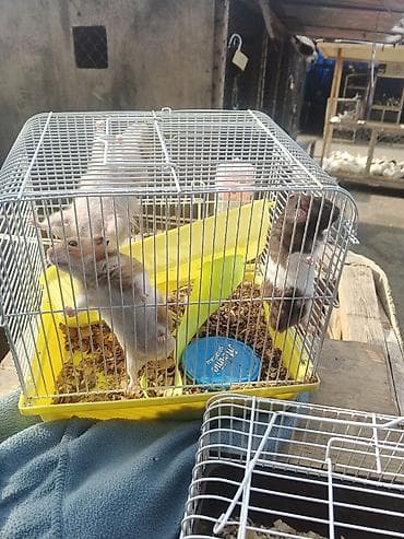 bala dovşanlar: Hamster və qəfəs dəsti - Növ: kiçik ev heyvanı – hamster - Dəst — 2