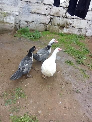 3 dene lal ordey satlir 1 erkey ağ iki boz dışı cavan heyvanardi 3bir lalafo.az -da 3 dene lal ordey satlir 1 erkey ağ iki boz dışı cavan heyvanardi 3bir