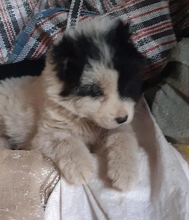 heyvan dermanlari: Qafqaz çoban iti, 1 ay, Dişi — 8
