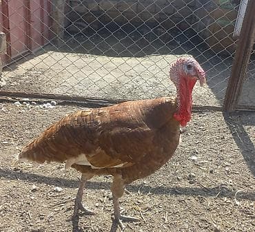 Цыплята: Ünvan GƏNCƏ 055 530 50 06☎️ — 1