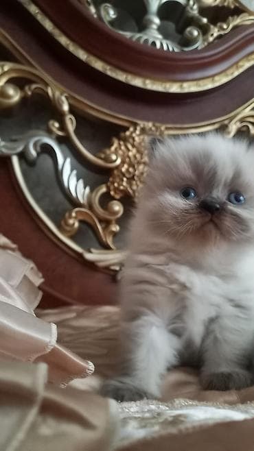 cins pişikler: Məhsul: Boz uclu, mavi gözlü pişik balası Təsvir: - Rəng: Açıq — 8