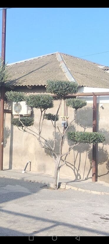 islenmis yolkalar: Dekorativ formaya salınmış zeytun ağacı - Nadir topiary kəsim — 1