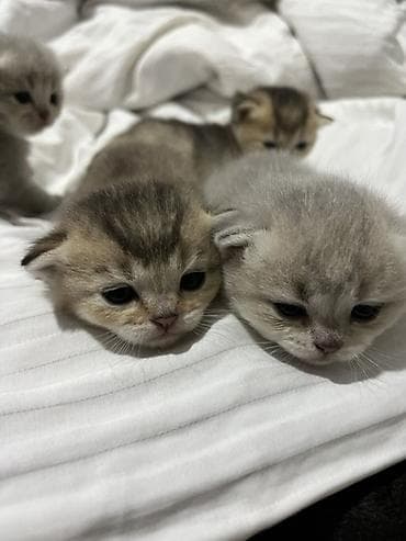 Pişiklər: Britan — 5