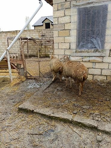 halep keçisi satilir: 1 erkək 2 dişi quzu satılır — 4