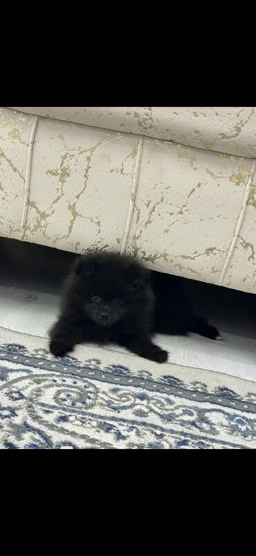 butun it cinsleri: Şpitz, 2 ay, Erkek, Ünvandan götürmə — 3