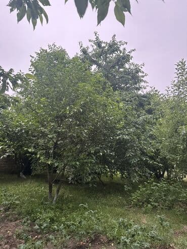 ismayıllı kirayə evlər: Для сельского хозяйства, Купчая — 9