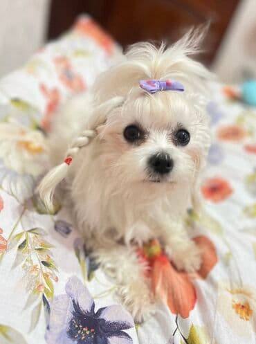 pişik satişi: Malta bolonka — 10