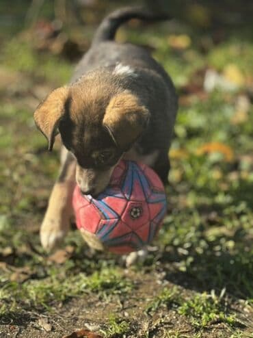 husky balaları: 3 ay, Peyvəndli — 5