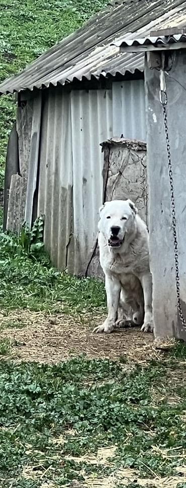 dana heyvan: Alabay, 3 ay, Erkek, Peyvəndli, Ünvandan götürmə — 5