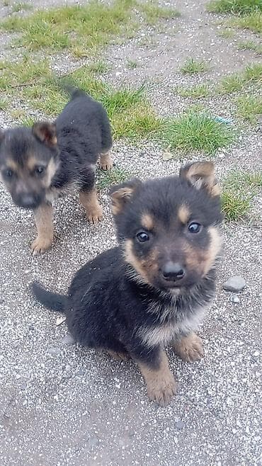 alman afcarka balası: Məhsul: Balaca it balaları (qara-qəhvəyi rəng) Təsvir temiz nimeski — 5