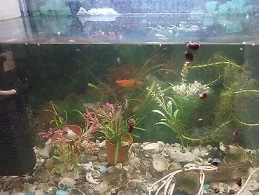 akvar: Akvarium hovsandadi . Uzunluqu 70sm. Hundurluku50sm eni 40 sm . Su — 2