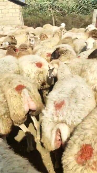 bakida cins ineklerin satisi: Dişi, il: 1, 50 kq, Damazlıq, Ünvandan götürmə — 8