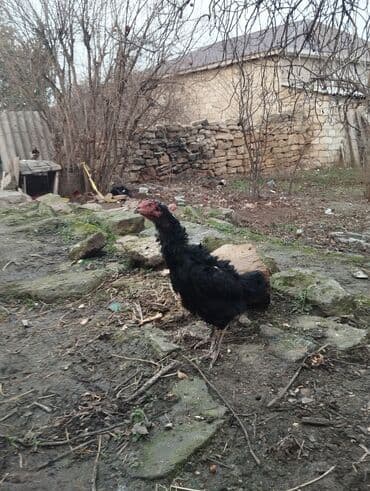 Xoruz, Heyratı, il: 1, Ünvandan götürmə