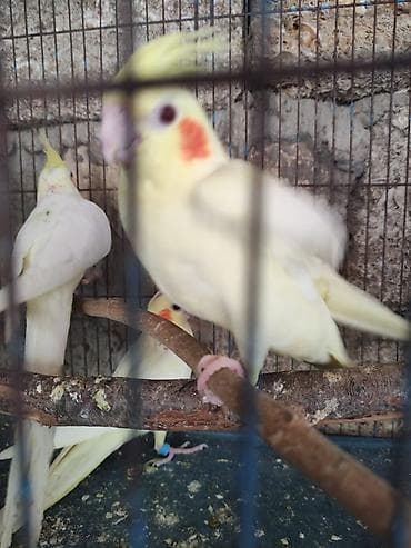 rengli quslar: Vatsapla əlaqə Sarı və ağ rənglərdə olan nimfalar mövcuddur — 2