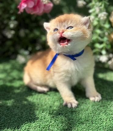 munchkin pişik: Britan — 1