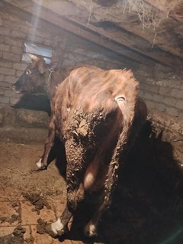 Гуси: Satışda: Qaramal heyvanları (inək və dana) Xüsusiyyətlər: - — 5