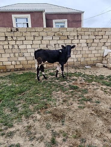 holland lop dovşan: Qaramal – dişo - Növ: Mal-qara, ehtimalən yerli/südlük xəttlərin — 4