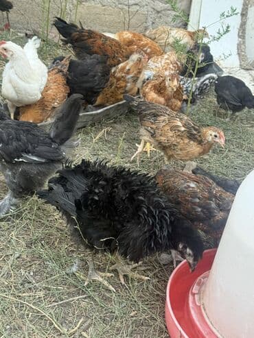 feniks quşu: 3 aylıq kend beçeleri — 4