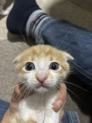 Daraq panellər: Yaxşı əllərə — 4