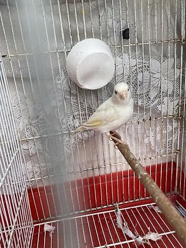 quş: Kanareyka quşları – 2 ədəd - Növ: Kanareyka (ev quşu) Sarı erkek — 7