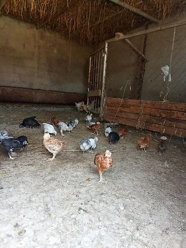 austrolop cücəsi: Toyuq cücələri, Damazlıq — 1