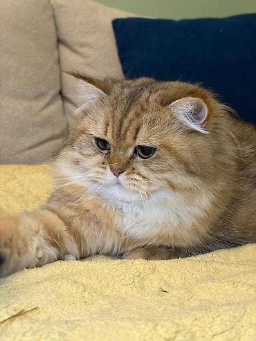 Pişiklər: Qızıl şinşilla, Erkək, Cütləşmə üçün — 3