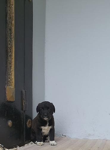 qaz balalar: 2 ay, Erkek — 3