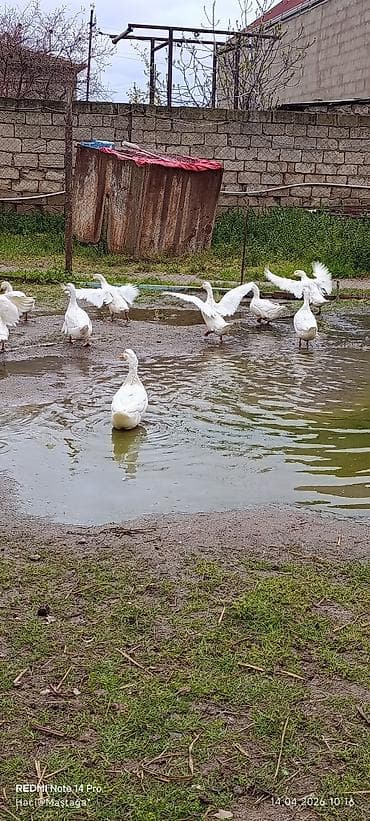 cins toyuqlarin satisi: Ağ ev ördəkləri sürüsü 14 ədəd Pekin kuban ördekleri satılır 6 aylıq — 4