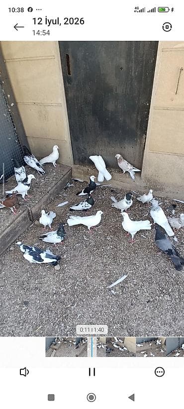 Biri 10-50₼ arası satılır. Kürdə razılaşmaq olar. Ev göyərçinləri