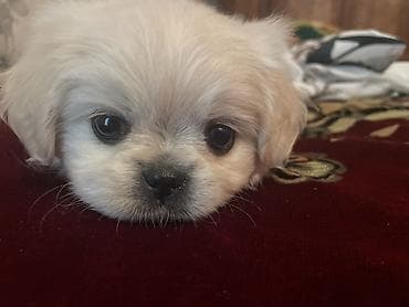 heyvan: Pekines, Peyvəndli — 2