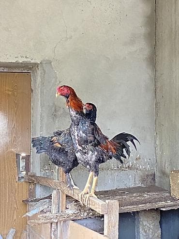 alman qurdu it: 11 aylıq sağlam boy buxunu yerində olan heyvandı . Aşağı qiymətə — 1