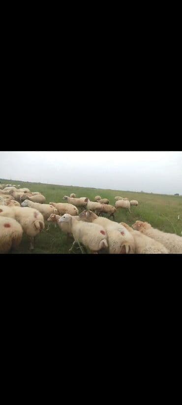 bakida cins ineklerin satisi: Dişi, il: 1, 50 kq, Damazlıq, Ünvandan götürmə — 11