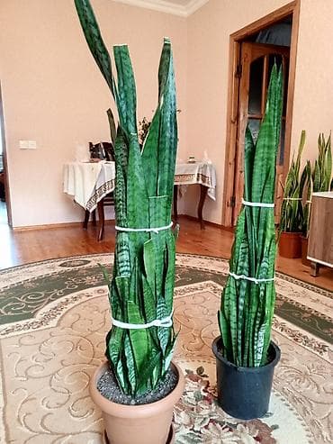 bitki: Sansevieria (Qaynana dili) – iri ölçülü, qapalı məkanlar üçün — 3