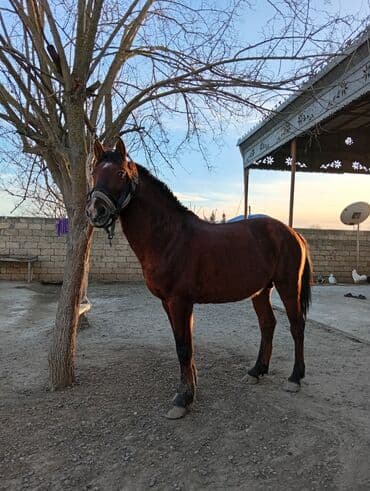 Erkək, il: 7, Ödənişli çatdırılma