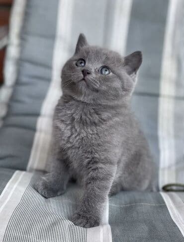 scottish fold qiyməti: Britan, Erkək, Cütləşmə üçün, Ödənişli çatdırılma — 1