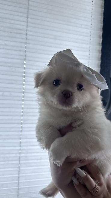 Quşlar: Mətn: Balaca it balaları(Pomerianskiy wpic+Korolevskiy pekenes) - — 4