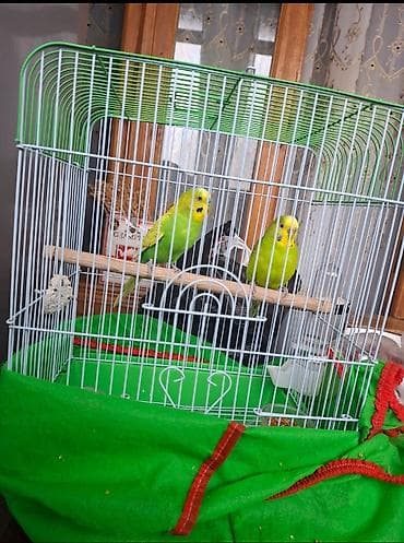 Akvariumlar: Cüt Dalmatian (sevimli) bəyaz-yaşıl dalğalı papuqaylar və qəfəs dəsti — 3