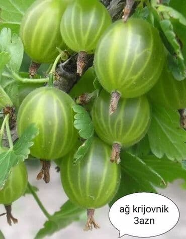 bitki dərmanları satışı: Килемейве. Тинклери. Сатылыр. Чатдырыма. Вар. Вотсапп — 7