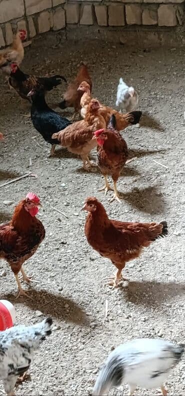 Yumurtlayan 7 aylıq fərələr.ünvan st sumqayıt.qiymət sondu