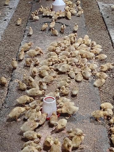 lavanda lal ordəklər: Salam, ciddi alıcılar əlaqə saxlasın, 15-17 günlük ördəklərdi sayı 300 — 2