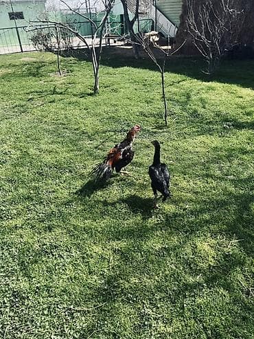 heyratı xoruzu: Təmiz qan heyvanların mayalı yumurtaları satılır. Xoruz təmiz qan — 6