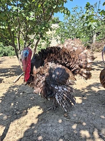 dele satisi: Dişi, Kanada, Damazlıq, Rayonlara çatdırılma — 3