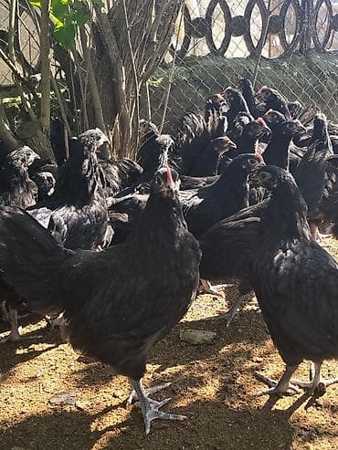 🐓 Satılır – 2 Aylıq Təmiz Qan Avstrolop Cücələri 95 ədəd sağlam və — 4